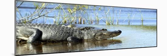 Everglades Restoration-J. Pat Carter-Mounted Photographic Print