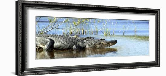 Everglades Restoration-J. Pat Carter-Framed Photographic Print