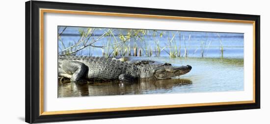 Everglades Restoration-J. Pat Carter-Framed Photographic Print