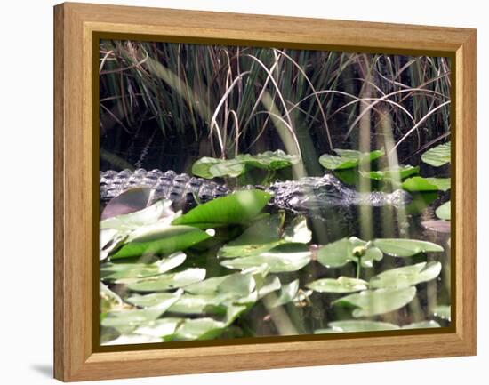 Everglades Tourism-David Adame-Framed Premier Image Canvas