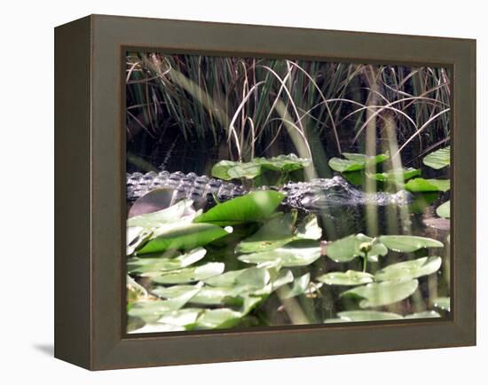 Everglades Tourism-David Adame-Framed Premier Image Canvas