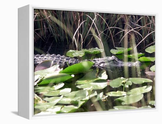 Everglades Tourism-David Adame-Framed Premier Image Canvas