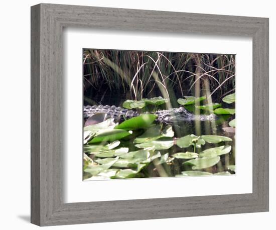 Everglades Tourism-David Adame-Framed Photographic Print