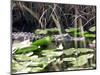 Everglades Tourism-David Adame-Mounted Photographic Print
