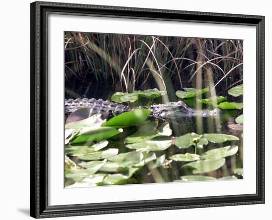 Everglades Tourism-David Adame-Framed Photographic Print