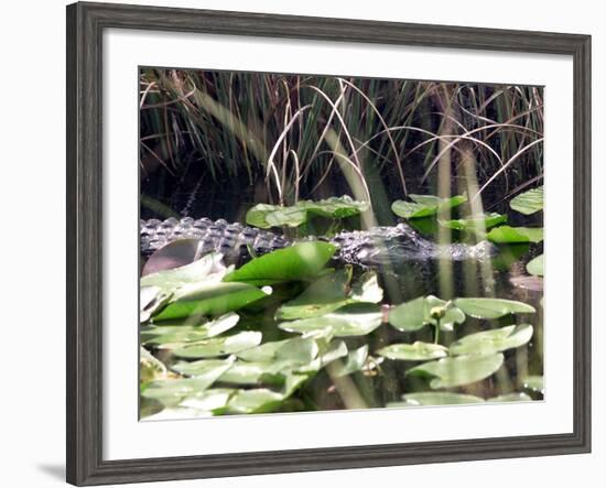 Everglades Tourism-David Adame-Framed Photographic Print