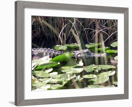 Everglades Tourism-David Adame-Framed Photographic Print