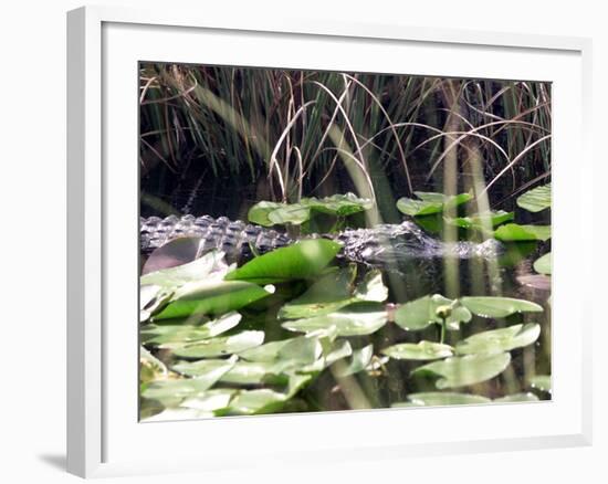 Everglades Tourism-David Adame-Framed Photographic Print