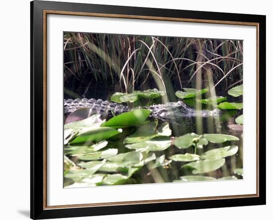 Everglades Tourism-David Adame-Framed Photographic Print