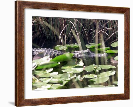 Everglades Tourism-David Adame-Framed Photographic Print