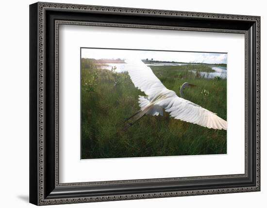 Everglides-Steve Hunziker-Framed Art Print