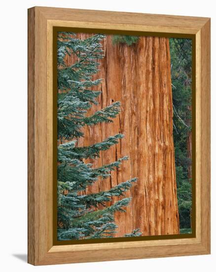 Evergreen and Sequoia Tree Trunk-Aaron Horowitz-Framed Premier Image Canvas