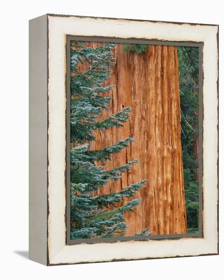 Evergreen and Sequoia Tree Trunk-Aaron Horowitz-Framed Premier Image Canvas