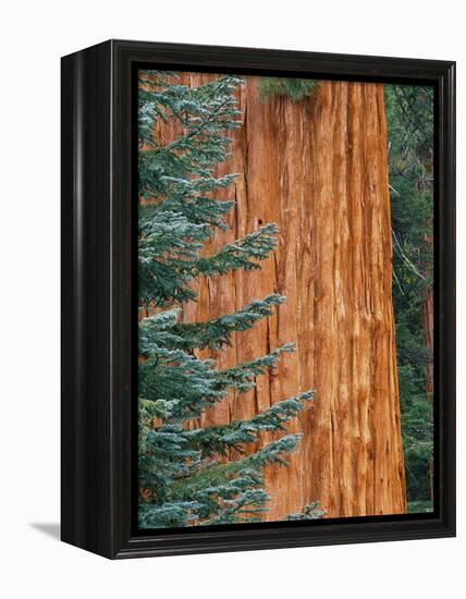 Evergreen and Sequoia Tree Trunk-Aaron Horowitz-Framed Premier Image Canvas