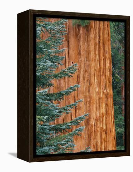 Evergreen and Sequoia Tree Trunk-Aaron Horowitz-Framed Premier Image Canvas