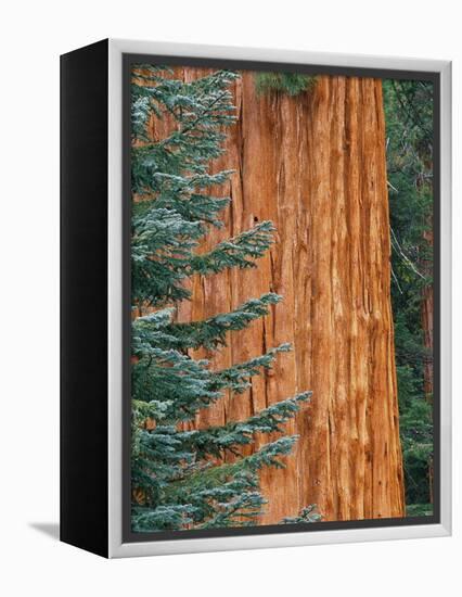 Evergreen and Sequoia Tree Trunk-Aaron Horowitz-Framed Premier Image Canvas