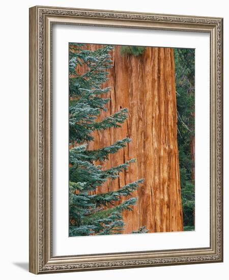 Evergreen and Sequoia Tree Trunk-Aaron Horowitz-Framed Photographic Print