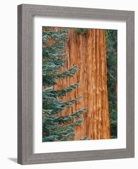 Evergreen and Sequoia Tree Trunk-Aaron Horowitz-Framed Photographic Print