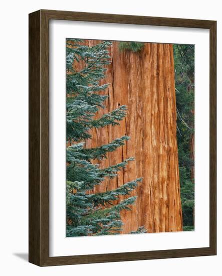 Evergreen and Sequoia Tree Trunk-Aaron Horowitz-Framed Photographic Print