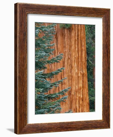 Evergreen and Sequoia Tree Trunk-Aaron Horowitz-Framed Photographic Print