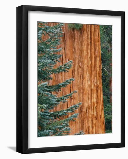 Evergreen and Sequoia Tree Trunk-Aaron Horowitz-Framed Photographic Print