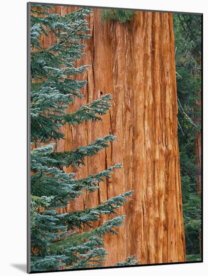 Evergreen and Sequoia Tree Trunk-Aaron Horowitz-Mounted Photographic Print