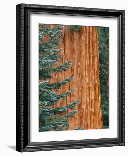 Evergreen and Sequoia Tree Trunk-Aaron Horowitz-Framed Photographic Print