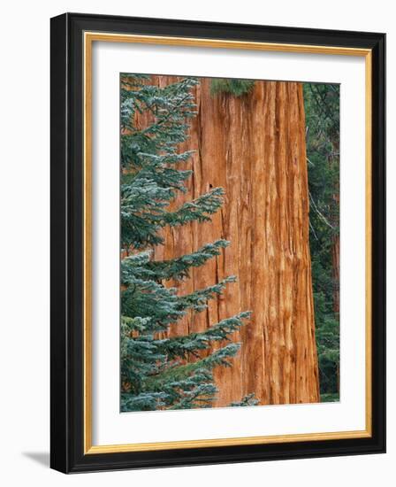 Evergreen and Sequoia Tree Trunk-Aaron Horowitz-Framed Photographic Print