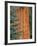 Evergreen and Sequoia Tree Trunk-Aaron Horowitz-Framed Photographic Print