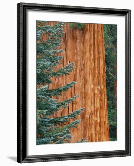 Evergreen and Sequoia Tree Trunk-Aaron Horowitz-Framed Photographic Print