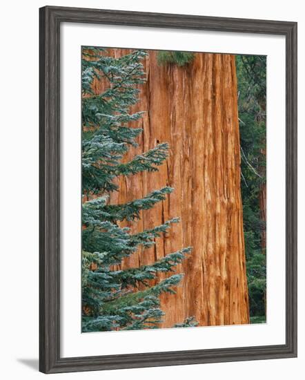 Evergreen and Sequoia Tree Trunk-Aaron Horowitz-Framed Photographic Print