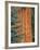 Evergreen and Sequoia Tree Trunk-Aaron Horowitz-Framed Photographic Print