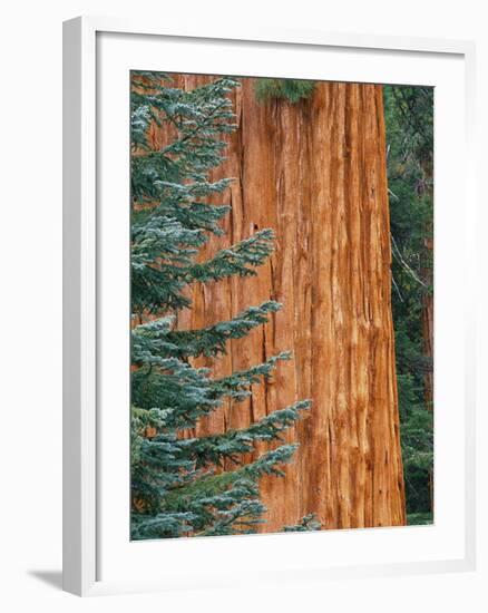 Evergreen and Sequoia Tree Trunk-Aaron Horowitz-Framed Photographic Print