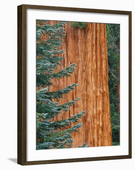 Evergreen and Sequoia Tree Trunk-Aaron Horowitz-Framed Photographic Print