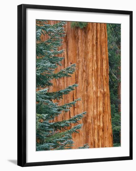 Evergreen and Sequoia Tree Trunk-Aaron Horowitz-Framed Photographic Print