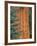 Evergreen and Sequoia Tree Trunk-Aaron Horowitz-Framed Photographic Print