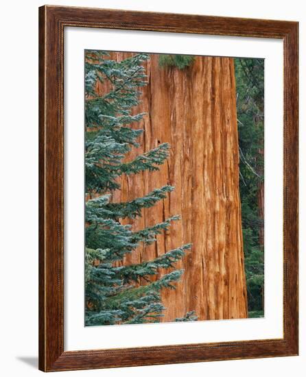 Evergreen and Sequoia Tree Trunk-Aaron Horowitz-Framed Photographic Print