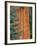 Evergreen and Sequoia Tree Trunk-Aaron Horowitz-Framed Photographic Print