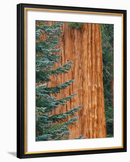 Evergreen and Sequoia Tree Trunk-Aaron Horowitz-Framed Photographic Print