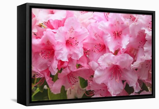 Evergreen azalea blooms in the spring and summer.-Mallorie Ostrowitz-Framed Premier Image Canvas