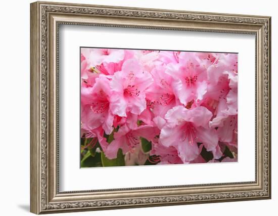 Evergreen azalea blooms in the spring and summer.-Mallorie Ostrowitz-Framed Photographic Print