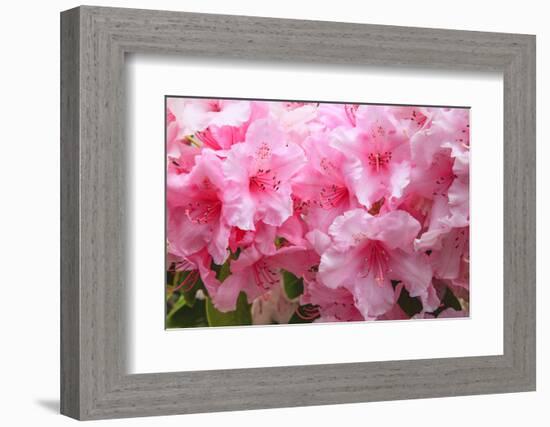 Evergreen azalea blooms in the spring and summer.-Mallorie Ostrowitz-Framed Photographic Print