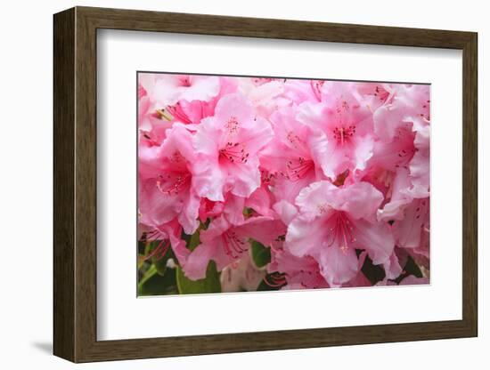 Evergreen azalea blooms in the spring and summer.-Mallorie Ostrowitz-Framed Photographic Print