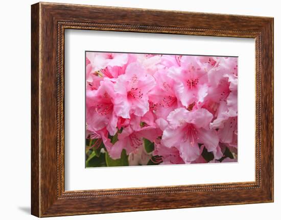 Evergreen azalea blooms in the spring and summer.-Mallorie Ostrowitz-Framed Photographic Print