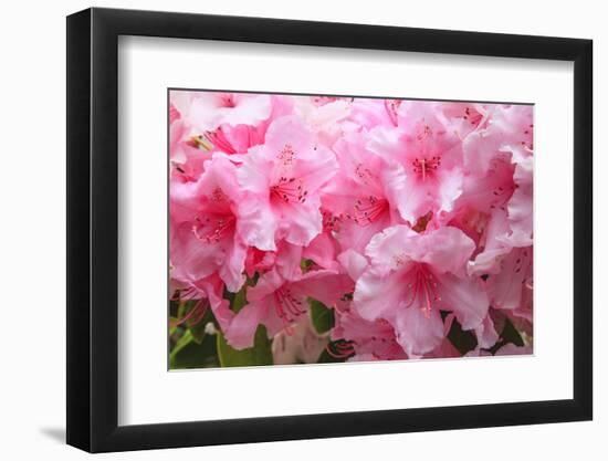 Evergreen azalea blooms in the spring and summer.-Mallorie Ostrowitz-Framed Photographic Print