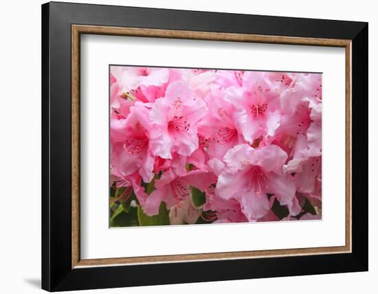 Evergreen azalea blooms in the spring and summer.-Mallorie Ostrowitz-Framed Photographic Print