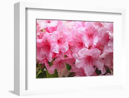 Evergreen azalea blooms in the spring and summer.-Mallorie Ostrowitz-Framed Photographic Print