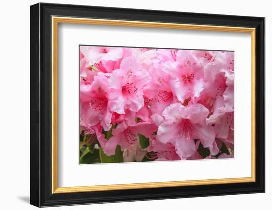 Evergreen azalea blooms in the spring and summer.-Mallorie Ostrowitz-Framed Photographic Print