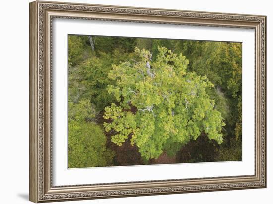 Evergreen Below-Staffan Widstrand-Framed Giclee Print