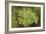 Evergreen Below-Staffan Widstrand-Framed Giclee Print